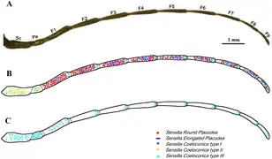 Song et al. : Aperçu de la morphologie générale des antennes et sensilles de l'espèce mâle Cybister japonicus