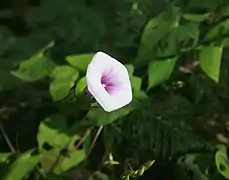 Ipomoea trifida.
