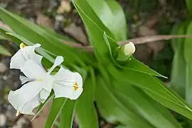 Fleur et bouton vus du dessus