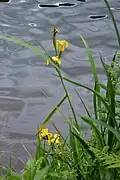 Iris des marais, lac de Retournemer.