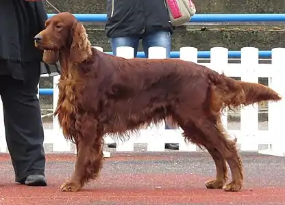 Setter irlandais rouge présenté en exposition canine à Tallinn.