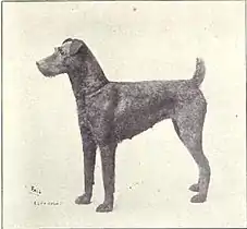 Terrier irlandais vers 1915