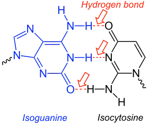 Paire de bases isoguanine-isocytosine.