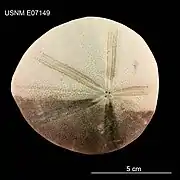 Isopatagus obovatus, un Micrasteridae