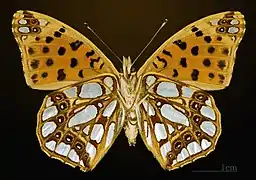 Femelle face ventrale