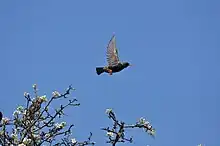 Un étourneau qui vient de s'envoler d'un arbre.