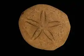 Jacksonaster depressum (Laganidae).