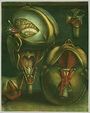 12. Jacques Gautier d'Agoty, Planche anatomique, 1746.