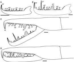 Illustration d'une pince de Jaekelopterus.