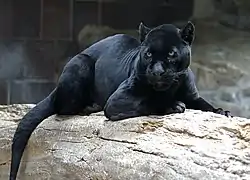 Les formes mélaniques, bien que dépendantes d'un allèle dominant, restent rares.