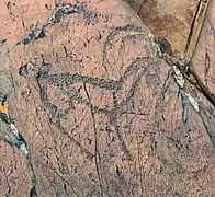 Chèvre de montagne.