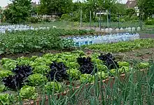 Photo de jardin potager, au premier plan des verts d'oignons et des salades, au second plan, des bouteilles plastiques alignées, en arrière plan des maisons ouvrières