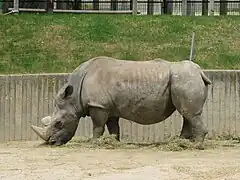 Rhinocéros blanc