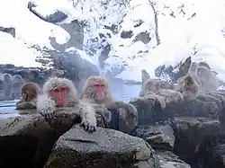 Macaques japonais dans une source chaude au Parc aux singes de Jigokudani