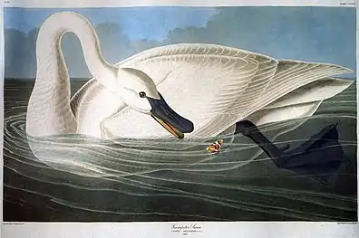 Cygne trompetteCygnus buccinator