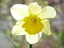 Jonquille en gros plan en plein soleil
