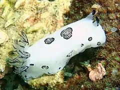 Nudibranche jorunna funebris