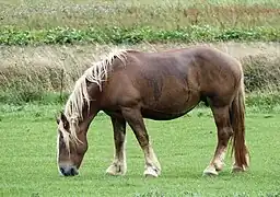 Cheval marron-roux au gros ventre vu de profil.