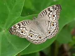 JunoniiniJunonia atlites