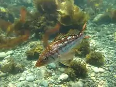 Paralabrax clathratus