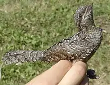 Oiseau dans les tons brun clair tenu en main lors d'une opération de baguage. Il redresse son cou à 90° par rapport à son corps, le bec pointé vers le ciel.