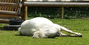 Poney allongé sur le flanc, en sommeil profond.
