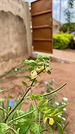 "faux kinkéliba" - Senna occidentalis - delete or move this picture "faux" Kinkeliba en fleur