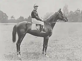 Image illustrative de l’article Ksar (cheval)