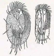 Euplotes harpa (Euplotidae).