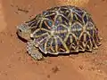 Tortue ocellée (Parc transfrontalier de Kgalagadi, Afrique du sud).