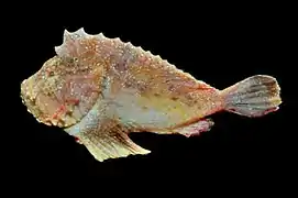 Kanekonia queenslandica