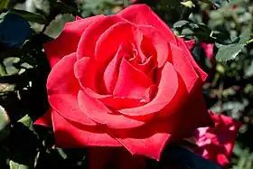 Image illustrative de l’article Kardinal