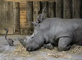 Image illustrative de l’article Zoo de Salzbourg