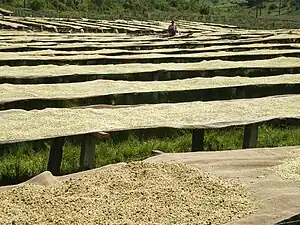 Agriculture à Kayanza