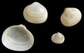 Kellia suborbicularis, un Kelliidae