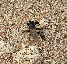 Coelopa pilipes (Écosse)