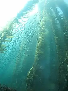 Forêt de kelp au large de l’Île San Clemente de l’archipel des Channel Islands de Californie, un habitat pour de nombreuses espèces.