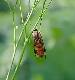 Keroplatus tipuloides (Pologne)