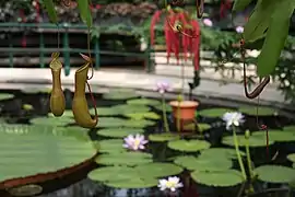 Nepenthes, plante carnivore