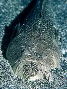 Uranoscopus chinensis