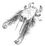 Kiwa hirsuta, un Kiwaidae