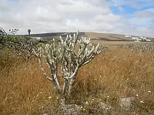 Kleinia neriifolia en avril dans des champs vers Mozaga à Lanzarote