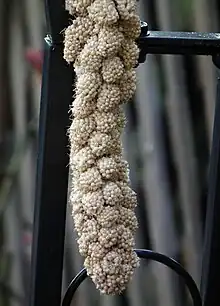 Millet à grappes ou du millet en branches Setaria italica.