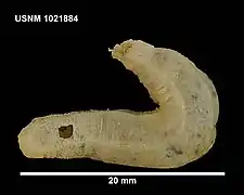 Kolostoneura novaezealandiae