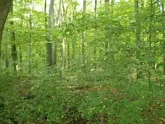 Sous-bois de la forêt.