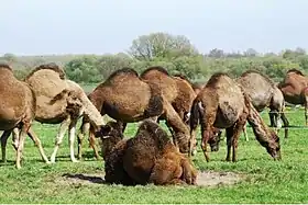 illustration de Kamelenmelkerij Smits