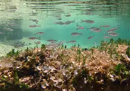 Kuhlia mugil (banc de juvéniles)