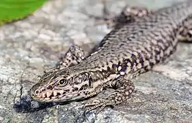 Lézard des murailles (Podarcis muralis), 17 août 2020.