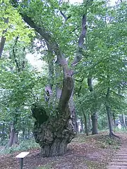 Le tronc d'un des châtaigniers.