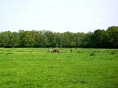 Les prés près du haras de la Censière, le long du chemin rural no 11.